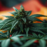 Spannabis 2025