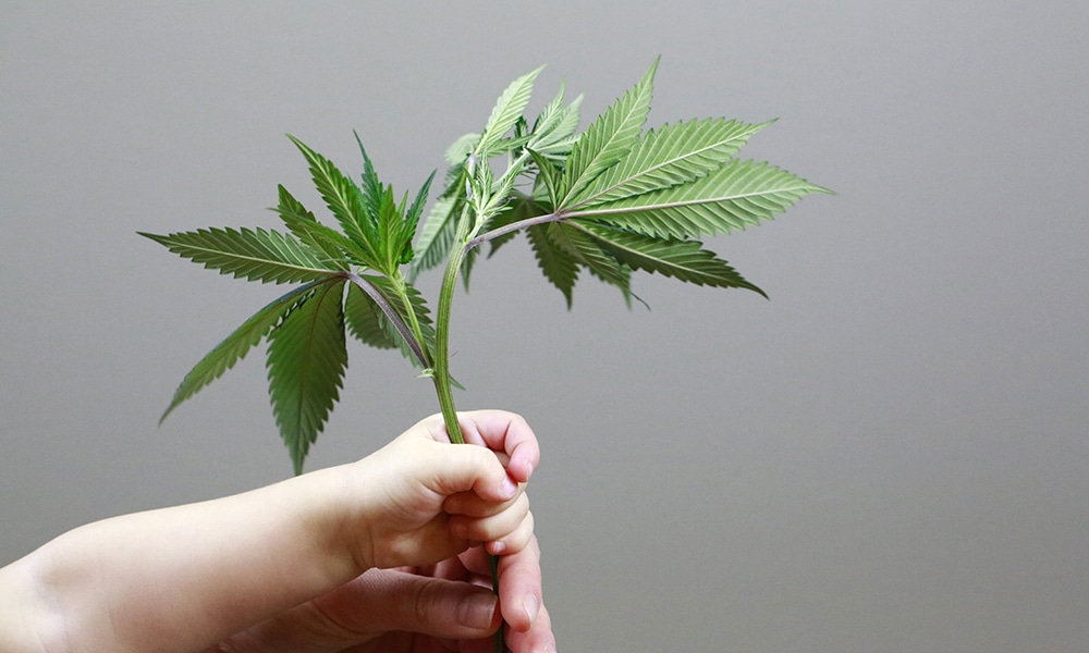 découvrez les résultats d'une étude réalisée au maroc sur l'utilisation du cbd dans le traitement de l'épilepsie, ses effets et perspectives.