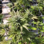 découvrez comment choisir un hpc pur et sans thc pour une expérience sûre et de qualité, adaptée à vos besoins.