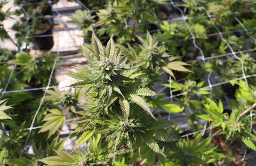 découvrez comment choisir un hpc pur et sans thc pour une expérience sûre et de qualité, adaptée à vos besoins.