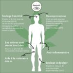 découvrez les bienfaits et usages de l'huile cbd sans thc, une solution naturelle pour favoriser le bien-être sans effet psychoactif.
