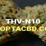 découvrez notre guide 2025 des alternatives légales au hhc, pour consommer en toute légalité et en toute sécurité.