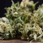 découvrez les meilleures alternatives naturelles au thc en 2026 pour profiter de bienfaits similaires sans effets psychoactifs.