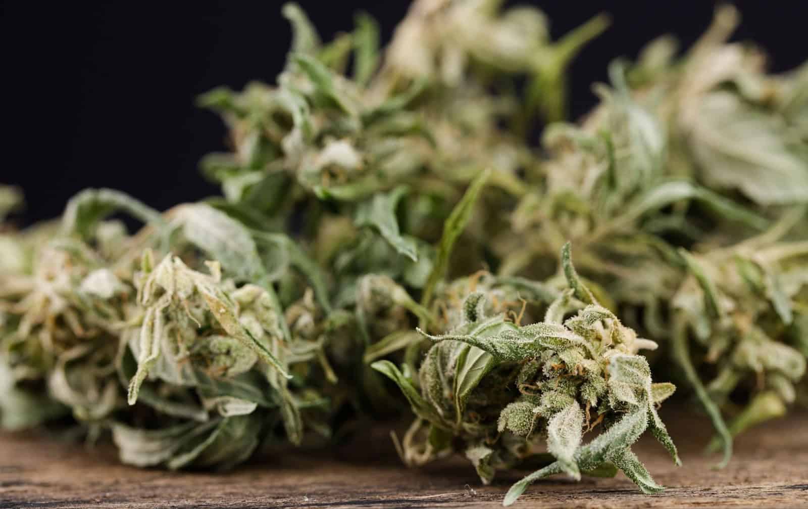 découvrez les meilleures alternatives naturelles au thc en 2026 pour profiter de bienfaits similaires sans effets psychoactifs.