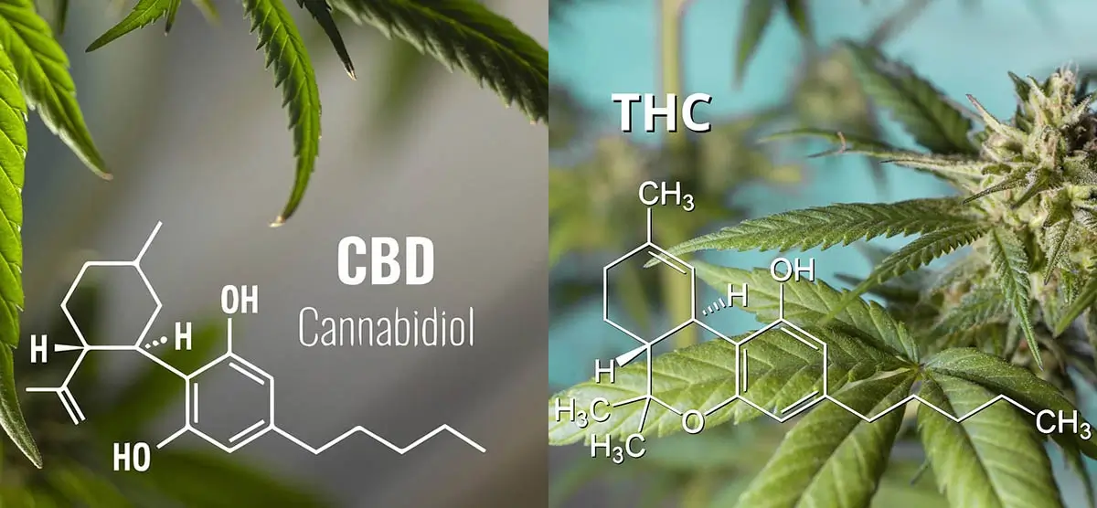 découvrez les résultats des tests sur le cbd sans risque, pour une utilisation sûre et efficace. informations fiables et conseils pratiques.