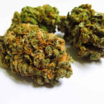 découvrez notre guide complet sur la fleur de cbd puissante : conseils, bienfaits et utilisation pour profiter pleinement de ses effets.