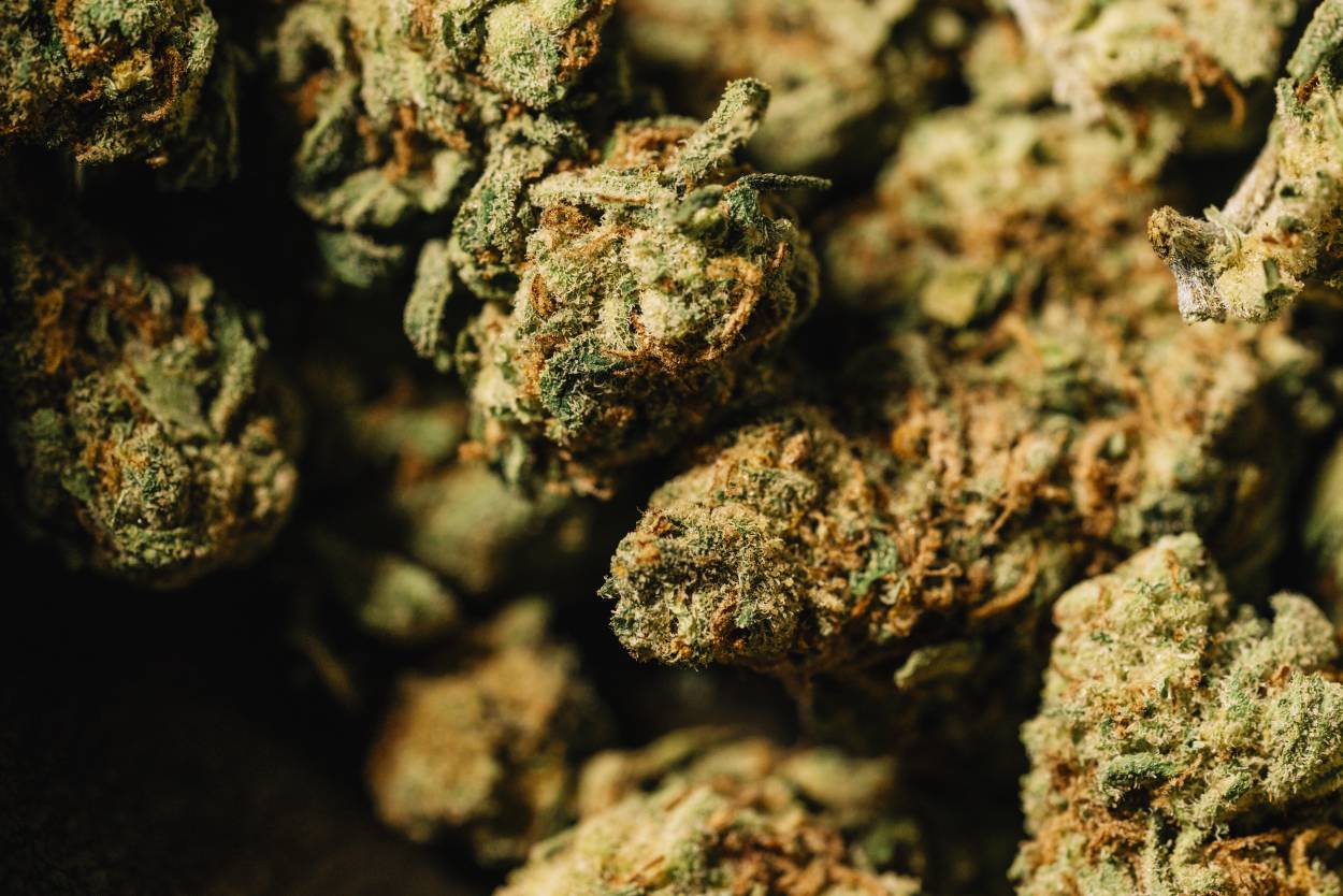 découvrez nos 3 meilleurs conseils pour choisir et cultiver des fleurs de cbd indoor sans thc, garantissant qualité et bien-être en toute légalité.