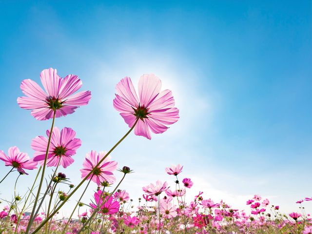 découvrez les fleurs hpc puissantes 2025, une sélection exclusive de plantes aux propriétés exceptionnelles pour un jardin vibrant et revitalisant.