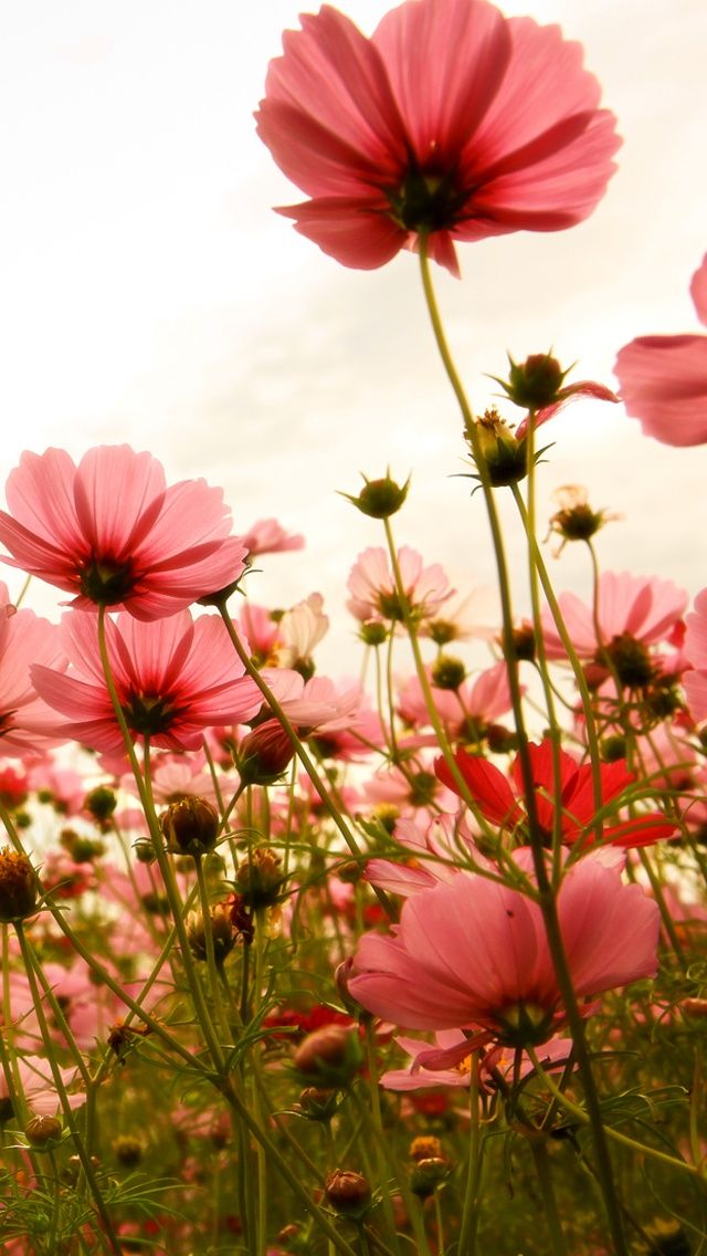 découvrez les fleurs hpc puissantes 2025, une sélection exceptionnelle de variétés florales offrant performance et qualité pour vos projets jardinage et décoration.