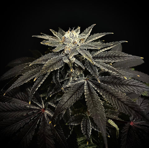 découvrez la meilleure fleur de cbd adaptée à votre usage pour profiter pleinement de ses bienfaits naturels et relaxants.