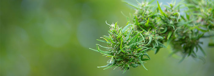 découvrez notre guide complet 2025 sur la résine cbd 0% thc, ses bienfaits, utilisations et législation pour profiter pleinement du cannabidiol sans effets psychoactifs.