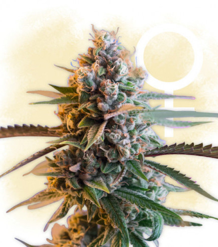 découvrez notre guide complet du cbd à paris 19e pour tout savoir sur les meilleures boutiques, les conseils d'achat et les bienfaits du cannabidiol.