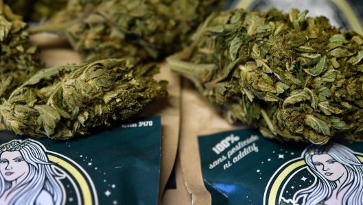 découvrez notre sélection de cbd et cannabis light dans le 3e arrondissement. produits de qualité, légaux et adaptés à vos besoins pour un bien-être naturel.