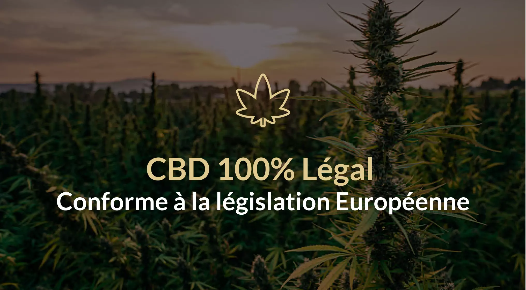 découvrez notre sélection de cbd et cannabis light dans le 3e arrondissement, produits de qualité pour bien-être et détente, légaux et sécurisés.