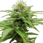 découvrez les meilleures offres de produits cbd dans le 11e arrondissement, alliant qualité et bien-être pour répondre à vos besoins.