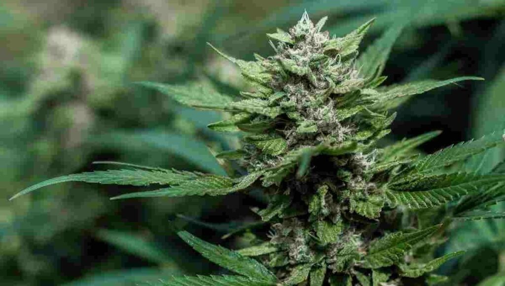 découvrez notre guide 2025 sur les terpènes des fleurs sans thc pour mieux comprendre leurs bienfaits et leurs arômes uniques.