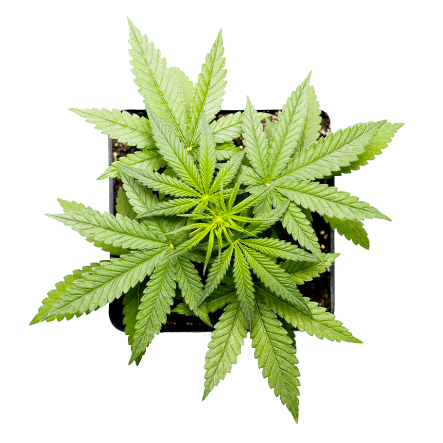 découvrez les nombreux avantages du cbd dans le 2e arrondissement : bienfaits pour la santé, relaxation et bien-être au cœur de paris.