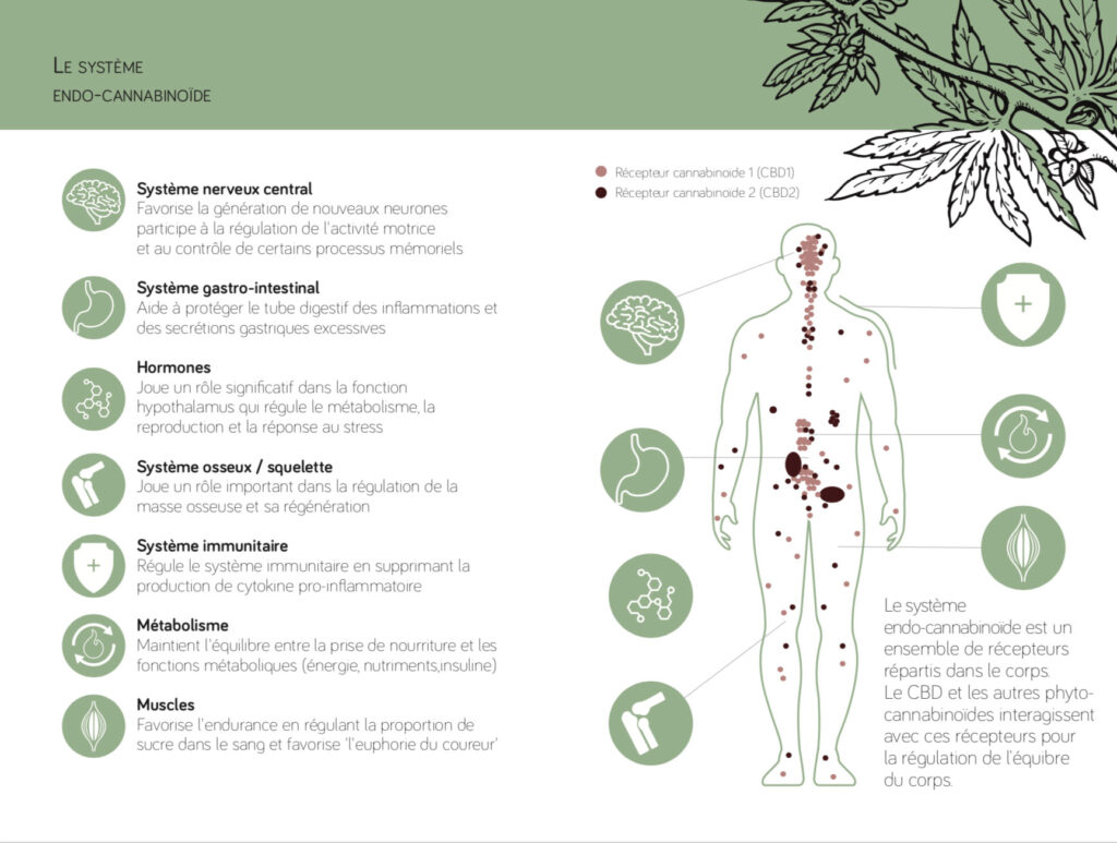 découvrez les bienfaits du cbd dans le 7e arrondissement : soulagement naturel, réduction du stress et amélioration du bien-être au cœur de paris.