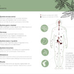 découvrez les bienfaits du cbd dans le 7e arrondissement : soulagement naturel, réduction du stress et amélioration du bien-être au cœur de paris.