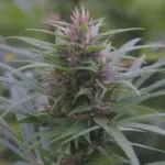 découvrez notre sélection de fleurs de cbd de qualité dans le 6e arrondissement. profitez des bienfaits du cannabidiol avec des produits naturels et soigneusement cultivés.