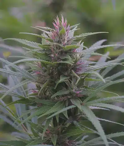 découvrez notre sélection de fleurs de cbd de qualité dans le 6e arrondissement. profitez des bienfaits du cannabidiol avec des produits naturels et soigneusement cultivés.