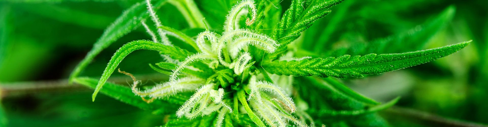 découvrez les dernières nouveautés en cbd dans le 9e arrondissement, avec une sélection exclusive de produits de qualité pour votre bien-être.